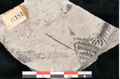 Foto (Detailansicht) von Calamites sp.  (NHMW-GEO-2024-0188-11181)